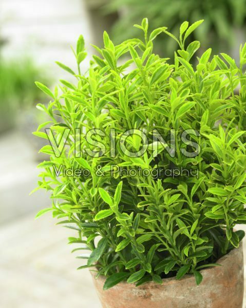 Euonymus Japonicus Microphyllus Aureovariegatus Visions Pictures